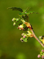 MSA RIBES NIGRUM 50 ML - Farmadott.it