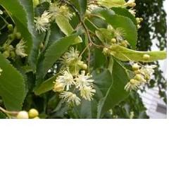 EIE TIGLIO 30 ML GOCCE - Farmadott.it